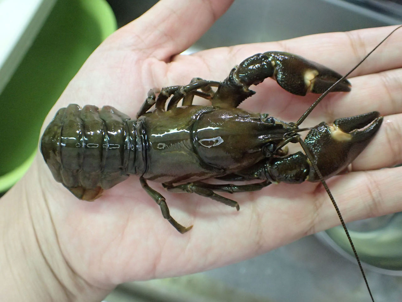 ウチダザリガニpacifastacus Trowbridgii なおとくんの自由研究 Naoto Labo ウチダザリガニpacifastacus Trowbridgii なおとくんの自由研究 Naoto Labo