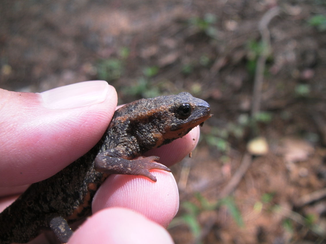 奄美大島の両生類 Amphibias In Amami Ohshima Island なおとくんの自由研究 Naoto Labo 奄美大島の両生類 Amphibias In Amami Ohshima Island なおとくんの自由研究 Naoto Labo
