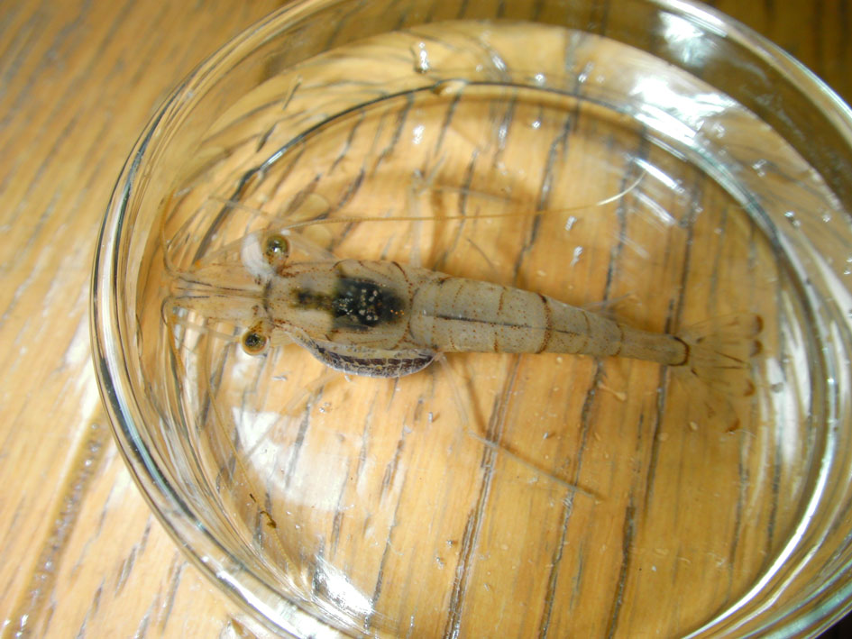 エビノコバン なおとくんの自由研究 Naoto Labo