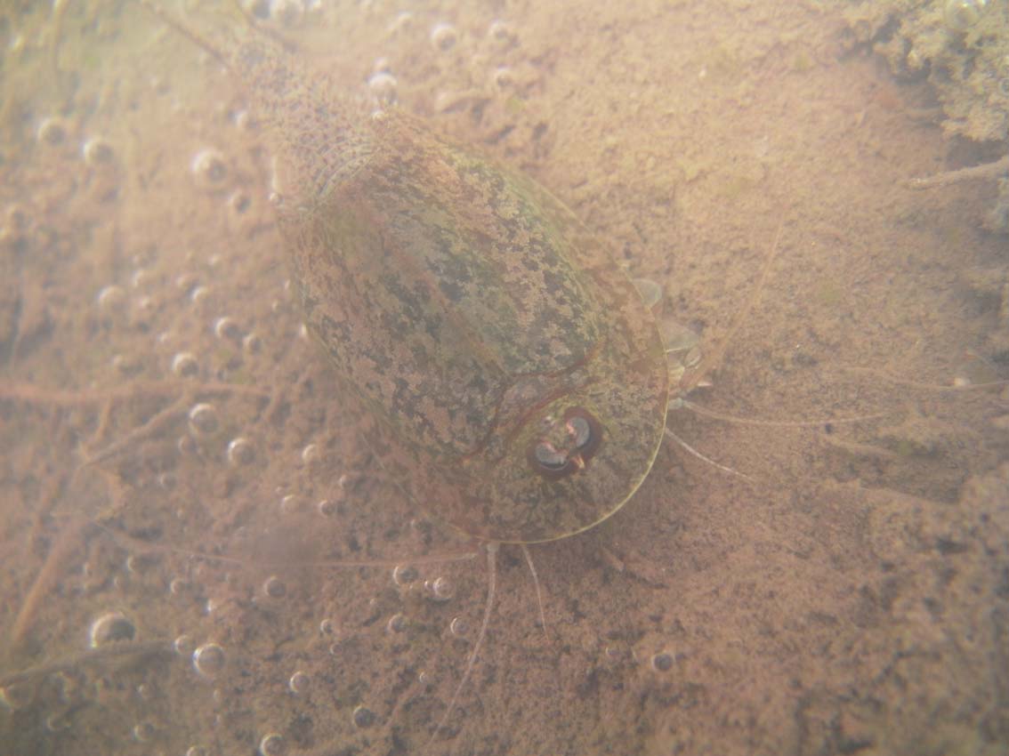 カブトエビ アルビノ Triops Sp なおとくんの自由研究 Naoto Labo カブトエビ アルビノ Triops Sp なおとくんの自由研究 Naoto Labo