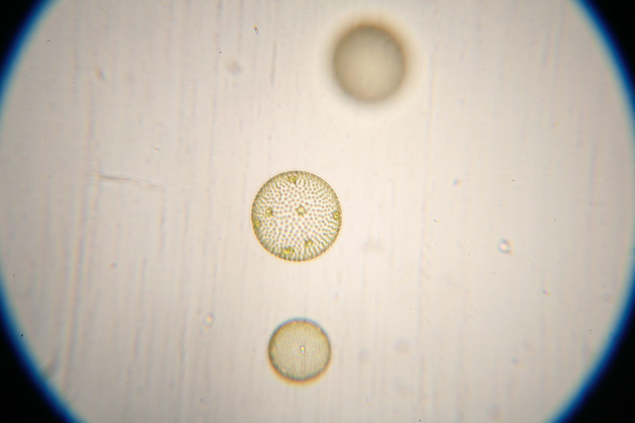 ボルボックス Volvox Sp なおとくんの自由研究 Naoto Labo