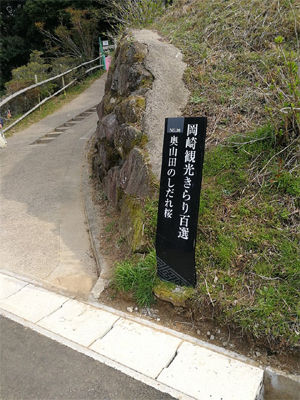 shidare4