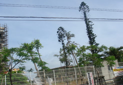 沖縄国際大学11