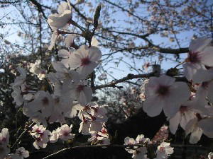 2004 03 28 zinno kouen2