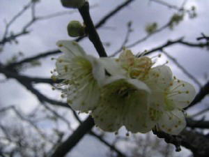2003 03 10 a umegoya3