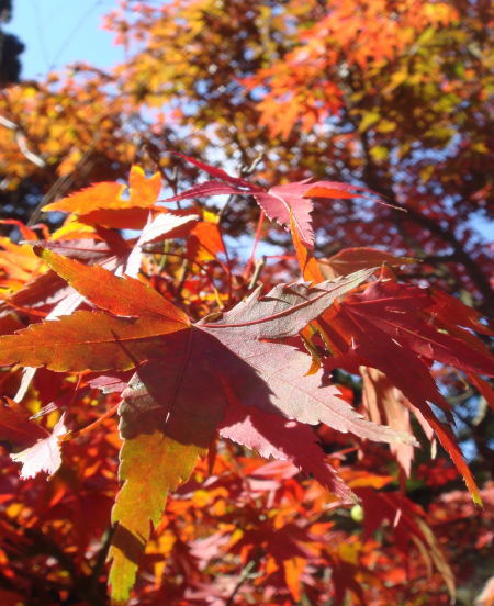 紅葉
