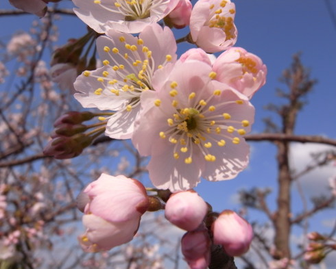 桜
