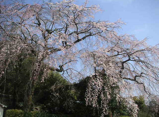 2004_03_24_sakura60