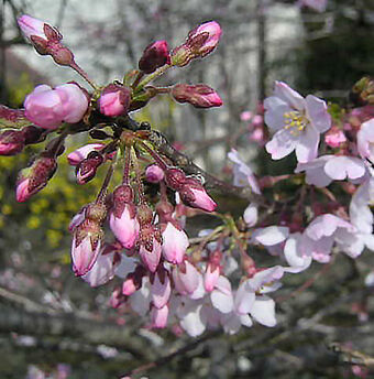 2004_03_24_sakura62