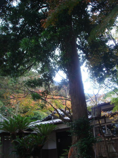 妙見神社13