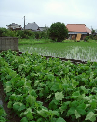 山越51