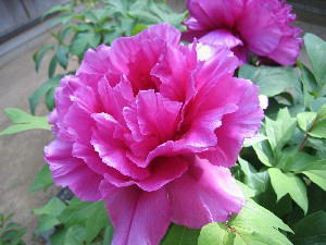2004 04 23 botan