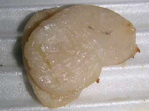 2004 03 27 tairagi