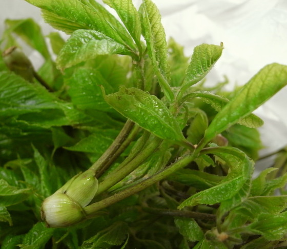 �������֤�12