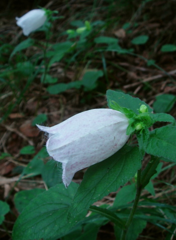 大船山15a