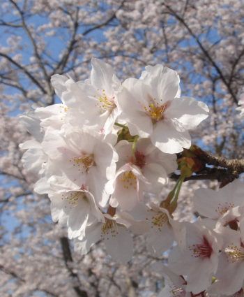桜11