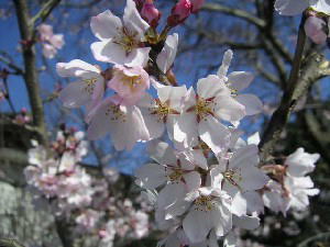 2004 03 27 sakura