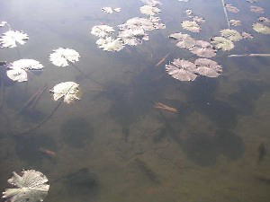 2004 03 28 zinno kouen3