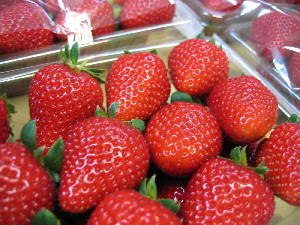 2004 04 19 ichigo