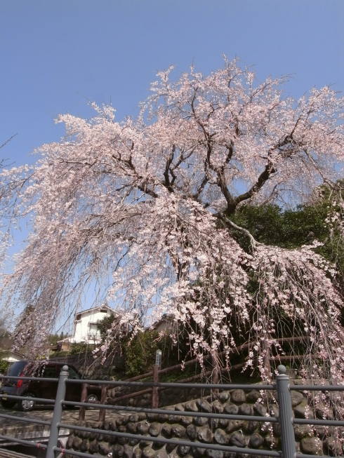 桜14