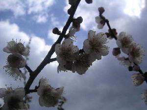 2003 03 10 a umegoya2