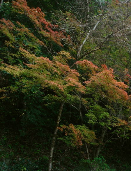 滝と紅葉20