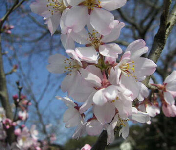 2004_03_24_sakura61