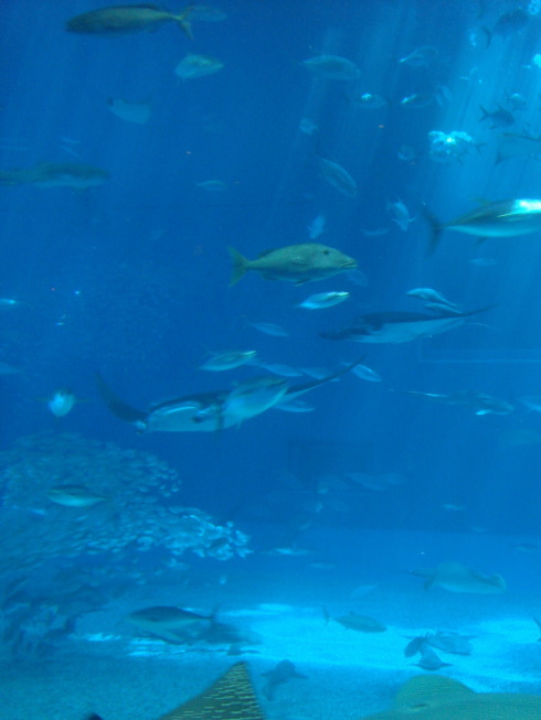 麺が好きィ ブログえぬ ｎ 沖縄美ら海水族館 ちゅらうみ 海洋博公園 沖縄県 本部町