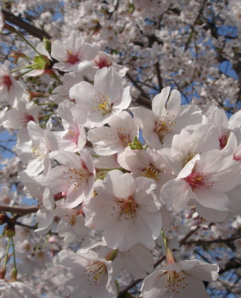 桜10