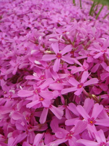 芝桜10