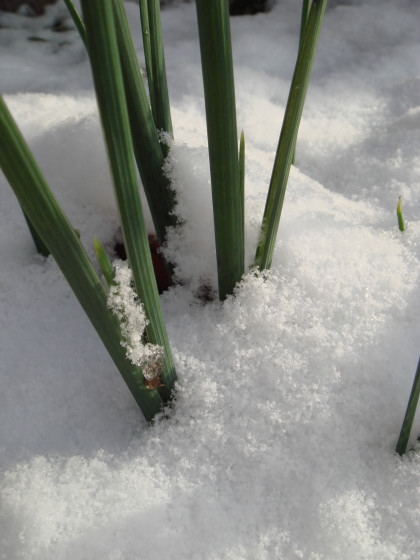 雪15
