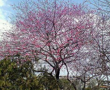遅咲きの花 てつ校長のひとり言