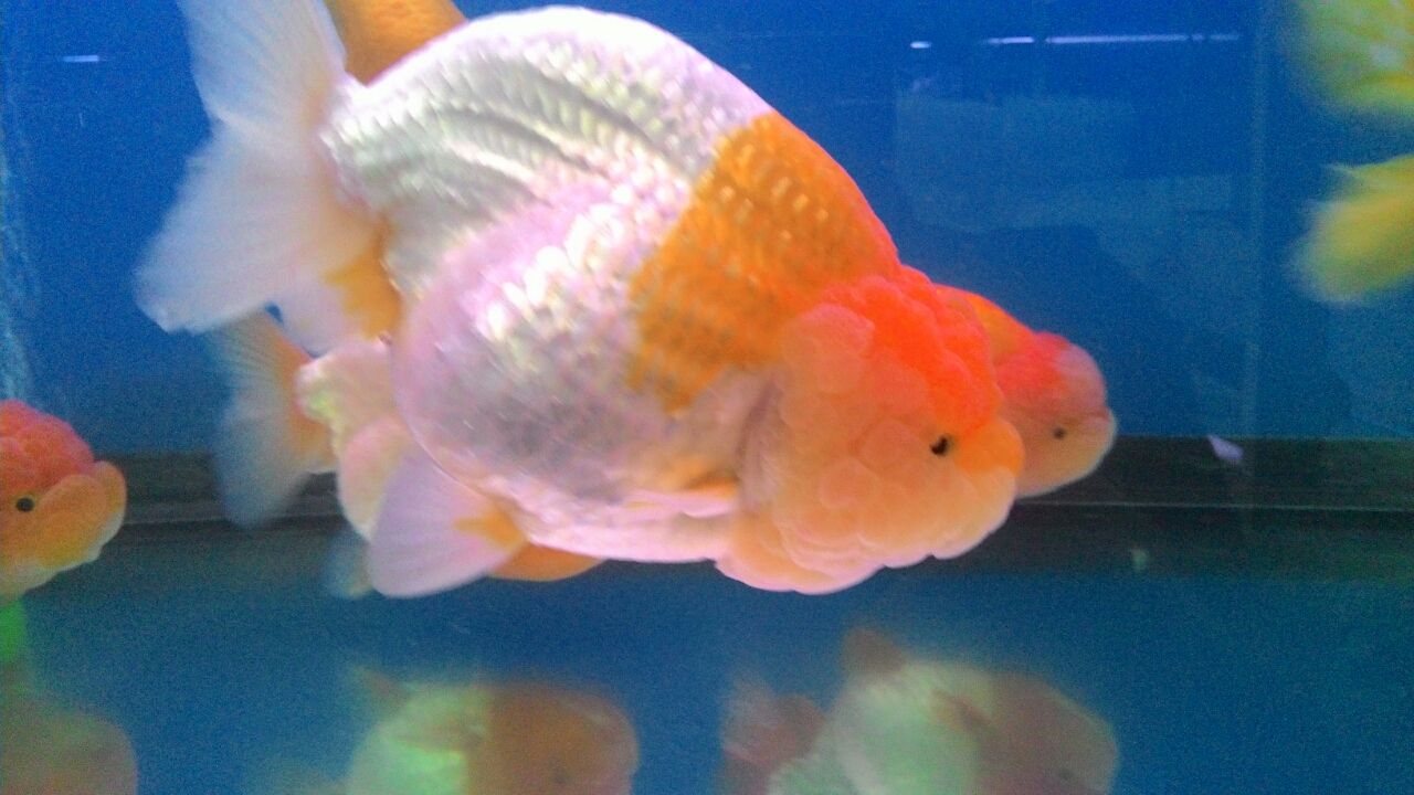 バンコク ウィークエンドマーケット横の熱帯魚 金魚マーケット 金魚 東南アジア一人歩き旅 バンコク ウィークエンドマーケット横の熱帯魚 金魚マーケット 金魚 東南アジア一人歩き旅