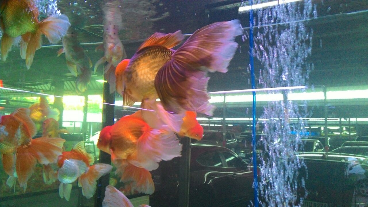 バンコク ウィークエンドマーケット横の熱帯魚 金魚マーケット 金魚 東南アジア一人歩き旅 バンコク ウィークエンドマーケット横の熱帯魚 金魚マーケット 金魚 東南アジア一人歩き旅