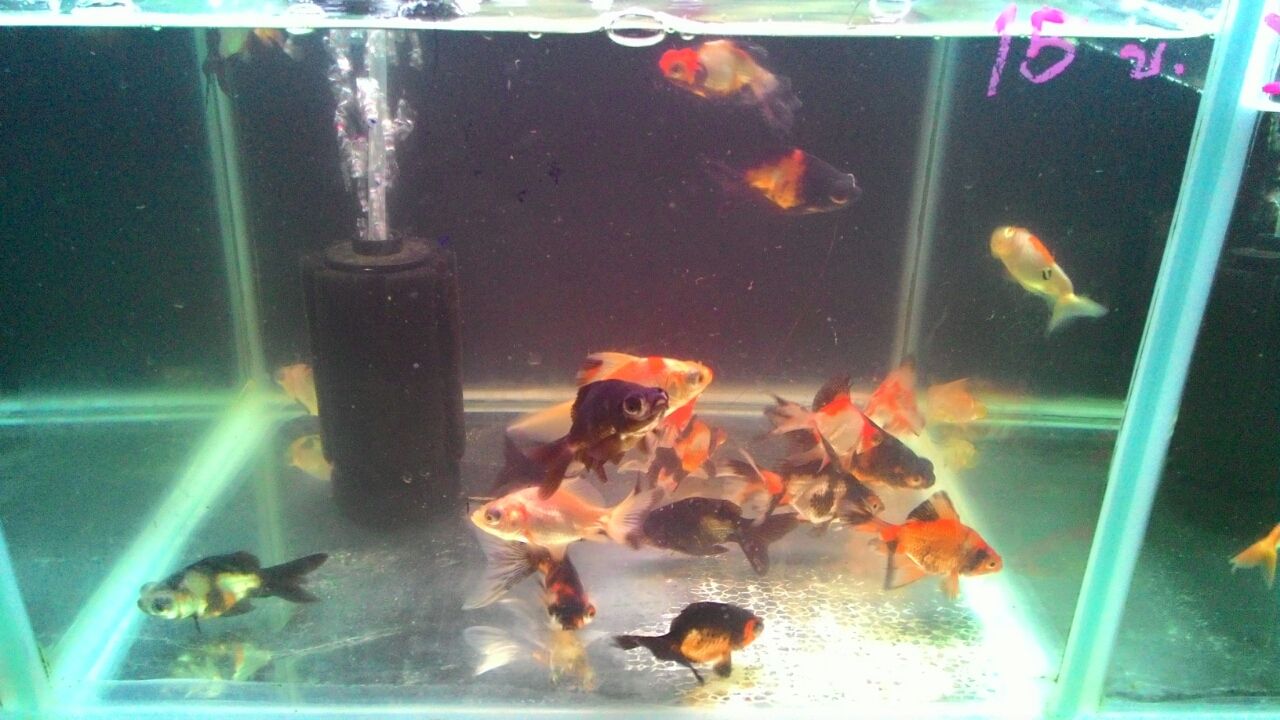 バンコク ウィークエンドマーケット横の熱帯魚 金魚マーケット 金魚 東南アジア一人歩き旅 バンコク ウィークエンドマーケット横の熱帯魚 金魚マーケット 金魚 東南アジア一人歩き旅