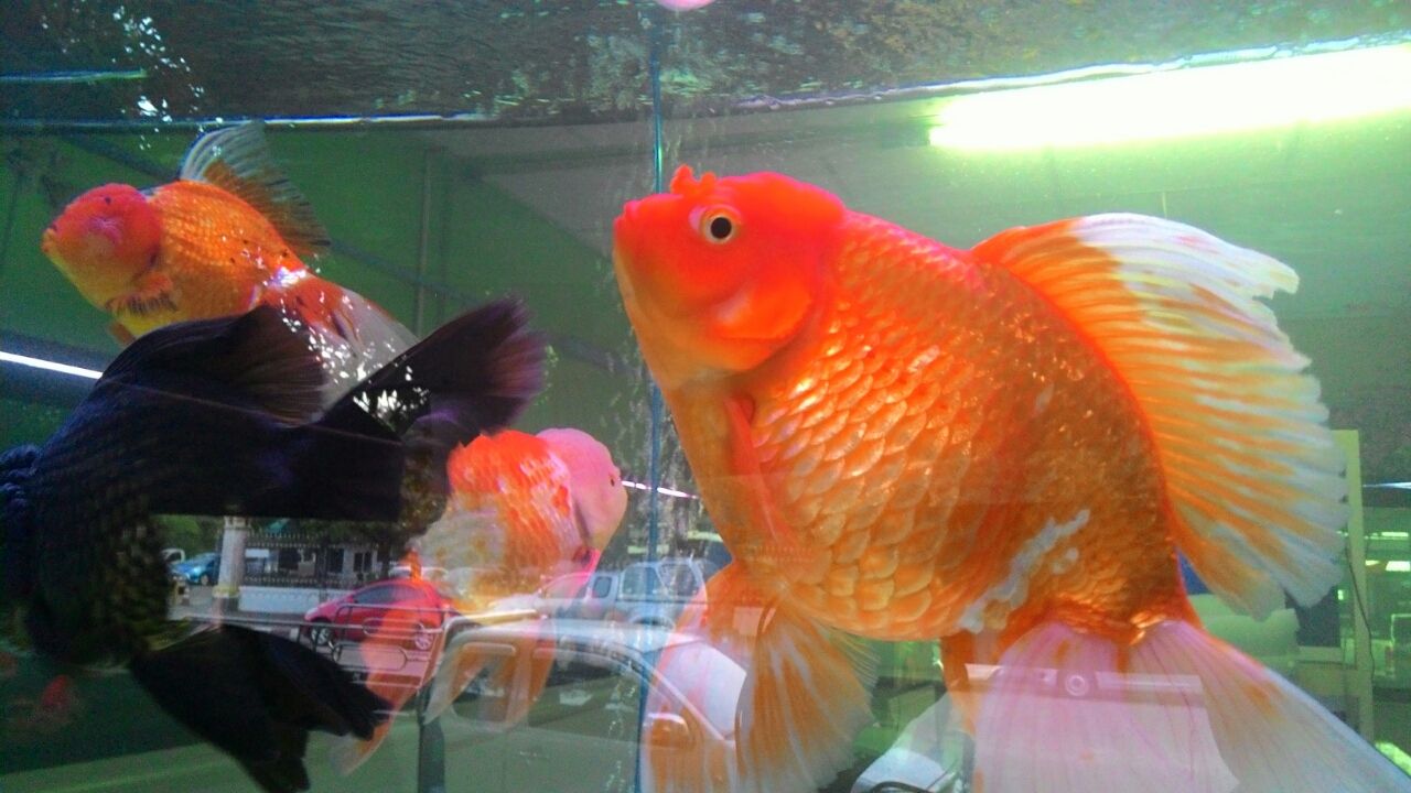 バンコク ウィークエンドマーケット横の熱帯魚 金魚マーケット 金魚 東南アジア一人歩き旅 バンコク ウィークエンドマーケット横の熱帯魚 金魚マーケット 金魚 東南アジア一人歩き旅
