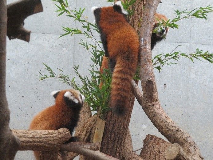 動物ふれあい レッサーパンダの赤ちゃん公開 富山市ファミリーパークに行ってきました 日本綜合経営協会スタッフblog