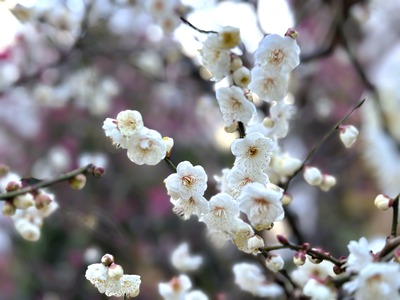 Image (2)