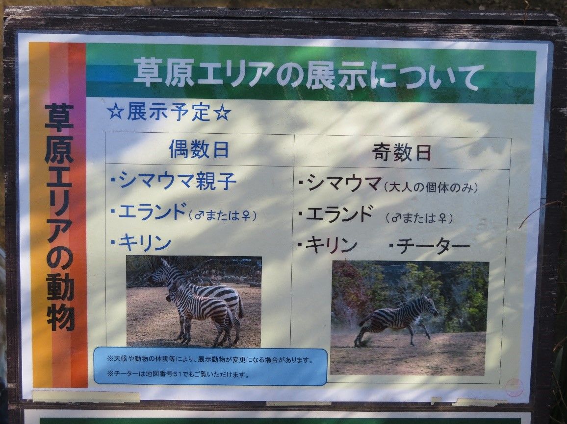 動物ふれあい ズーラシアに行ってきました 日本綜合経営協会スタッフblog 動物ふれあい ズーラシアに行ってきました 日本綜合経営協会スタッフblog