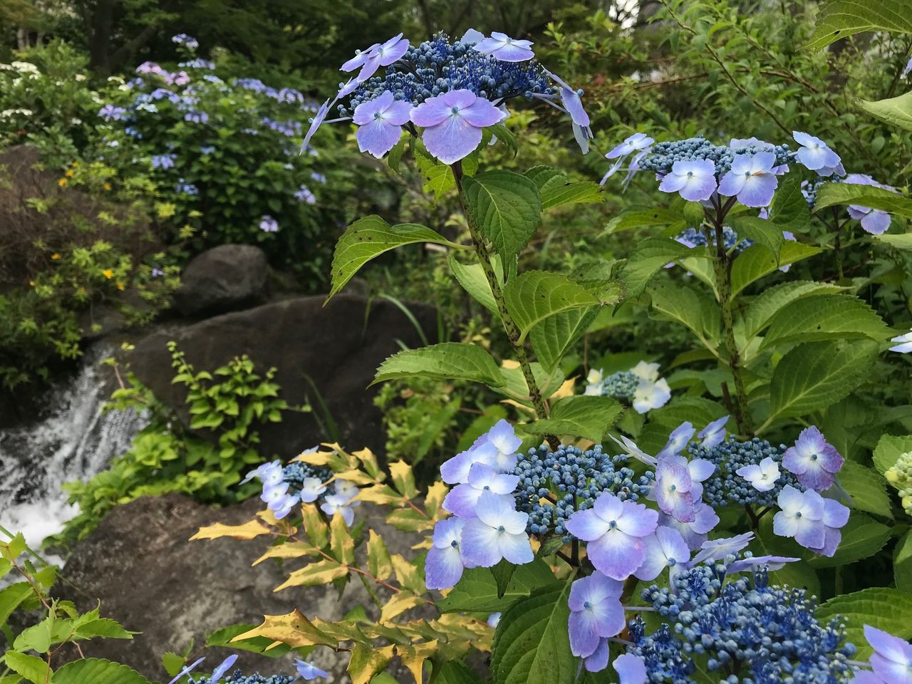 あじさい隠れ名所 東京ミッドタウン裏の檜町公園 和風の回遊式庭園も 日本綜合経営協会スタッフblog あじさい隠れ名所 東京ミッドタウン裏の檜町公園 和風の回遊式庭園も 日本綜合経営協会スタッフblog