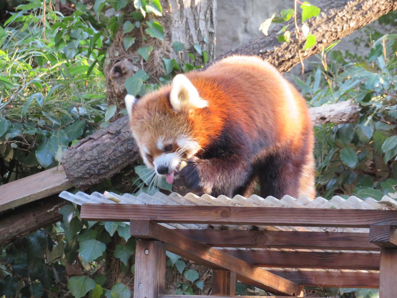 動物ふれあい ズーラシアに行ってきました 日本綜合経営協会スタッフblog 動物ふれあい ズーラシアに行ってきました 日本綜合経営協会スタッフblog