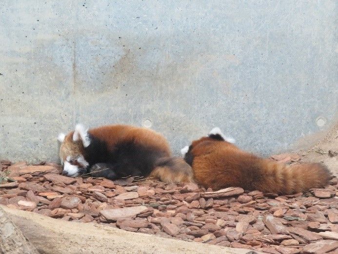 動物ふれあい レッサーパンダの赤ちゃん公開 富山市ファミリーパークに行ってきました 日本綜合経営協会スタッフblog