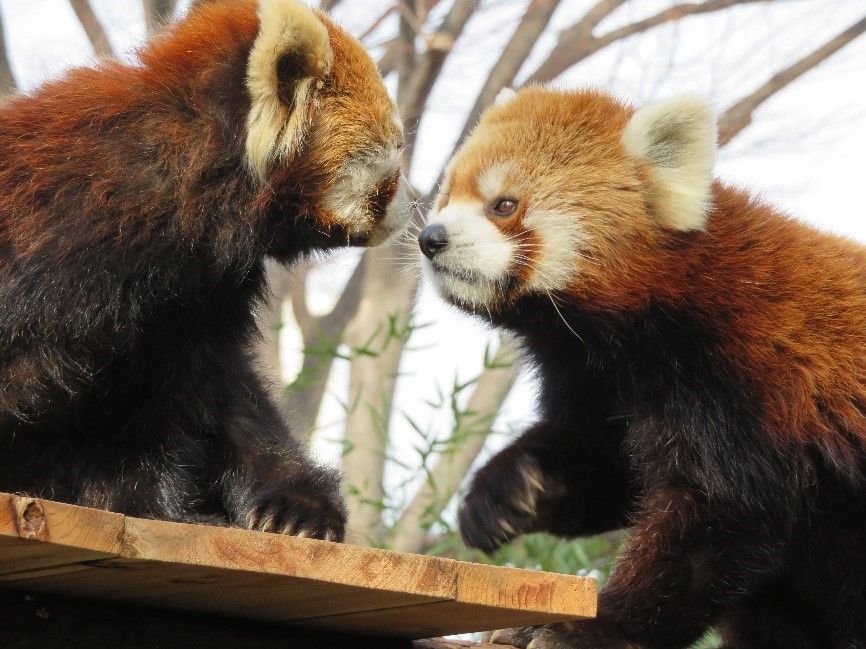 動物ふれあい 野毛山動物園に行ってきました 日本綜合経営協会スタッフblog