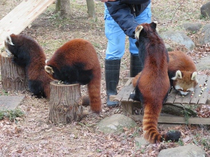 動物ふれあい 千葉 市川市動植物園に行ってきました 日本綜合経営協会スタッフblog