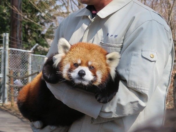 動物ふれあい ロンくんお疲れ様 長野 茶臼山動物園に行ってきました 日本綜合経営協会スタッフblog
