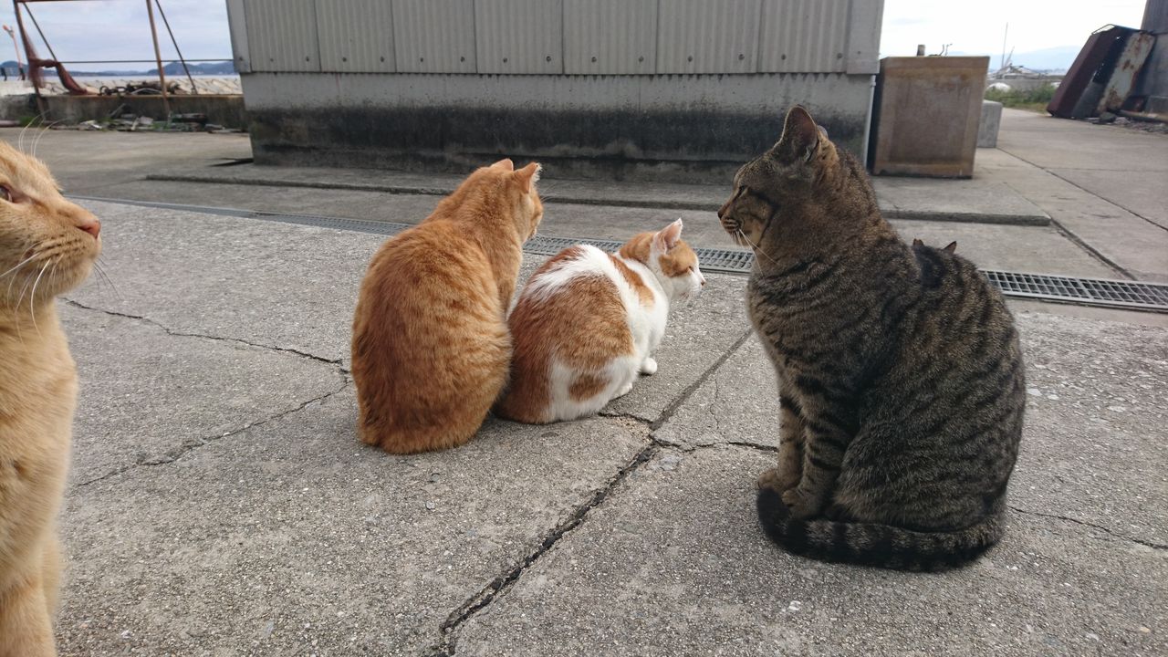 男木島という猫まみれの島について ウニ風呂 男木島という猫まみれの島について ウニ風呂