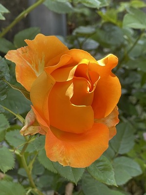 IMG_5539