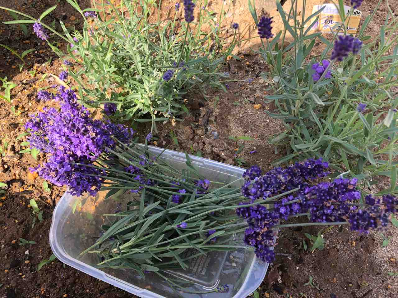 ラベンダー ドライフラワー作り 元美容整形ナース 麗子ママ