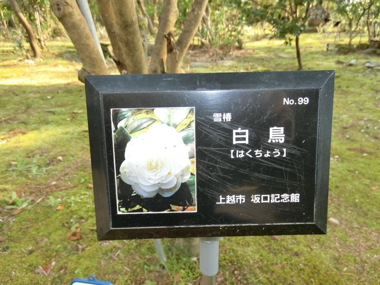4月のまちかどメモリー 高田城址公園の夜桜 坂口記念館の雪椿 潮風 川風 山風に吹かれて あしたのジョーエツ 4月のまちかどメモリー 高田城址公園の夜桜 坂口記念館の雪椿 潮風 川風 山風に吹かれて あしたのジョーエツ