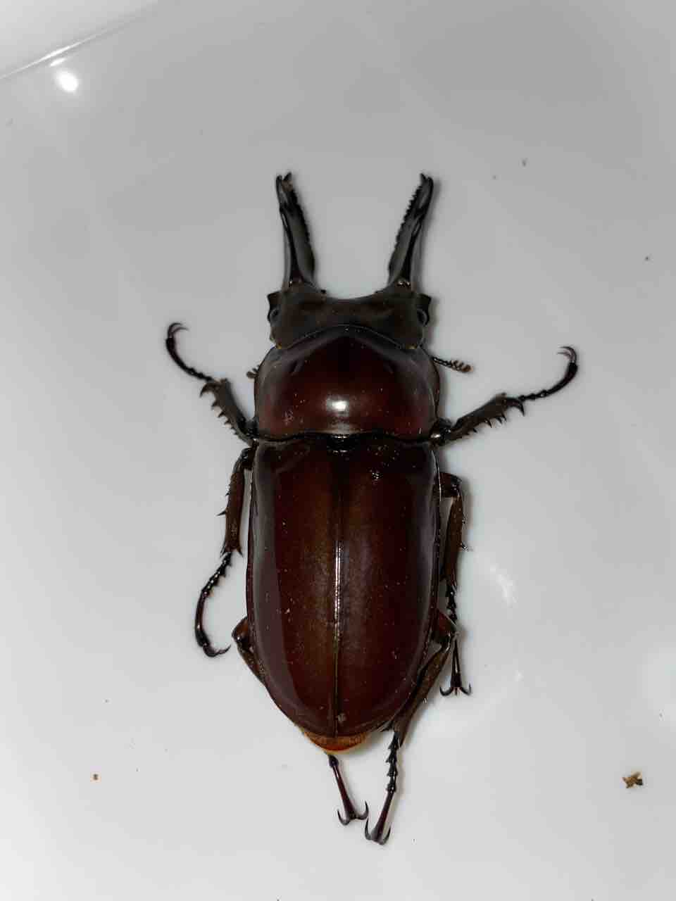 飼育品の紹介 オウゴンオニクワガタ 初めてのカブクワ飼育日記